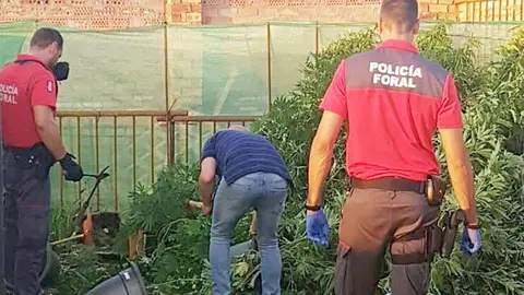 Parte de la plantaci&oacute;n intervenida en Tudela