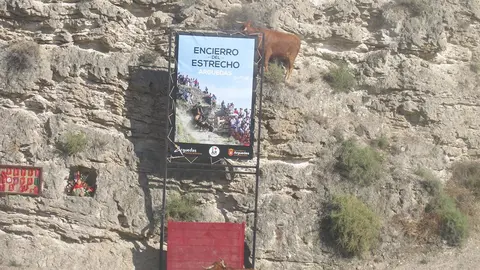 Encierro del Estrecho en Arguedas