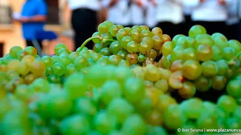 Vino vid uva racimo