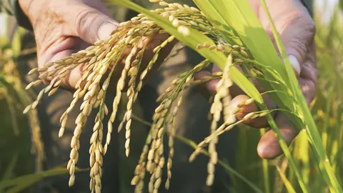 5&ordm; D&iacute;a del Arroz 2018 en Arguedas