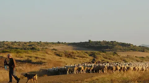 VI Fiesta de los Usos Tradicionales de la Trashumancia en Bardenas en Carcastillo 2018 - 6