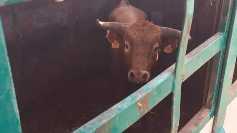 El toro escapado en Villafranca ya recuperado