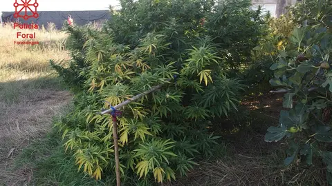 Plantas en la huerta de Tudela