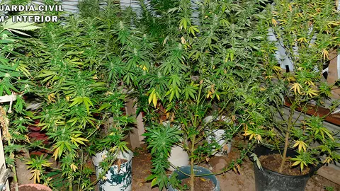 Marihuana incautada
