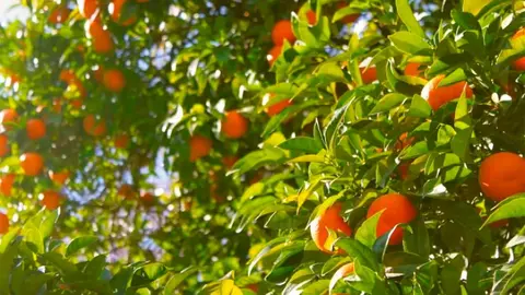 &iquest;Alguna vez te has preguntado de d&oacute;nde vienen las naranjas