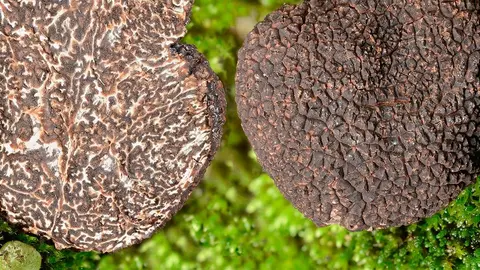 Tuber melanosporum