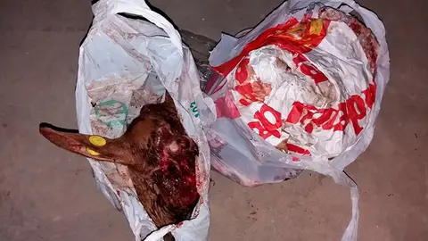 Restos de cabra aparecidos en uno de los contenedores