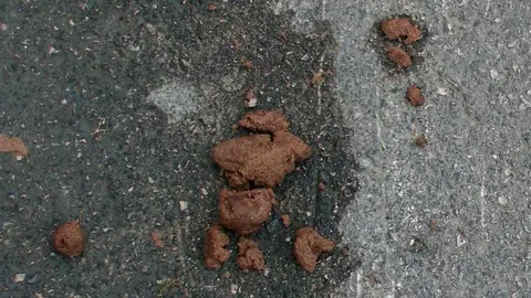 Excrementos en la calle