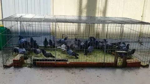 Palomas capturadas
