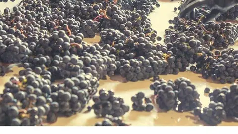 Cata en Valtierra de vino ecol&oacute;gico