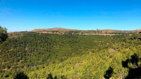 Los montes Cincovillenses se mantienen anualmente para asegurar su riqueza natural