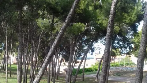 &Aacute;rbol peligroso en Tudela
