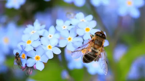 Flora y fauna