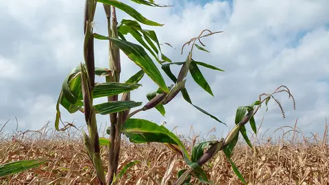 Teosinte en un maizal