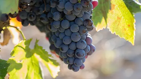 Coraz&oacute;n de Garnacha
