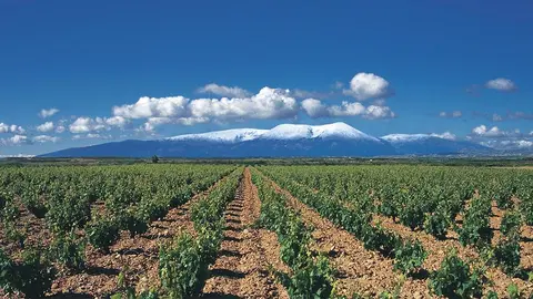 Moncayo Vi&ntilde;edo Enanzo
