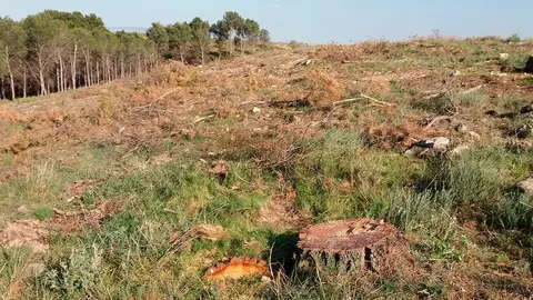 Matarrasa en Canraso