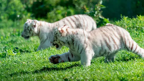 Tigres blancos en Sendaviva