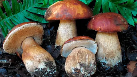 Seta Boletus aereus