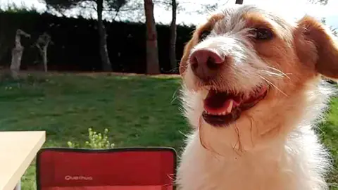 Romeo se perdi&oacute; el pasado 3 de junio