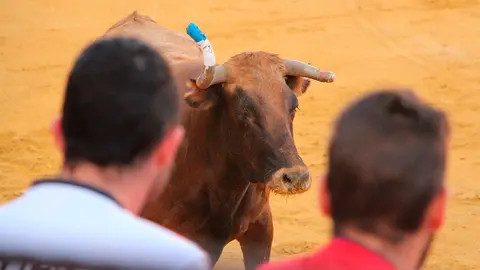 Fiestas de Tudela &rsquo;19, d&iacute;a 30 - Encierro y vacas en la plaza 50