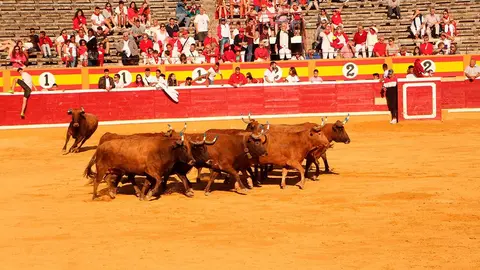 Fiestas de Tudela &rsquo;19, d&iacute;a 30 - Encierro y vacas en la plaza 65