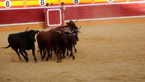Fiestas de Tudela &rsquo;19, d&iacute;a 30 - Vaquillas en la plaza por la tarde 25