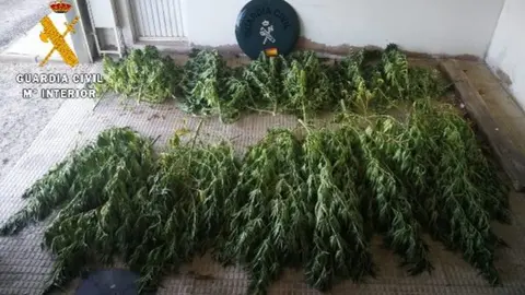 Marihuana incautada