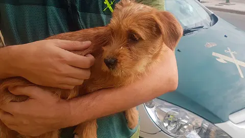 Cachorro rescatado del r&iacute;o en Funes