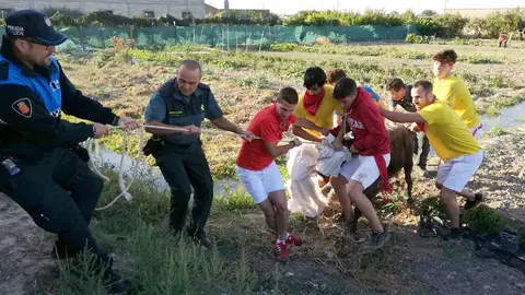 Momento en el que la vaca ha sido capturada