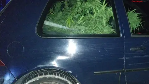Veh&iacute;culo con la planta de marihuana en la parte trasera