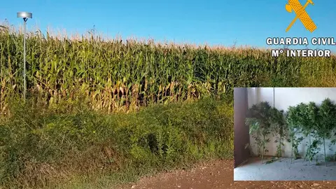 Plantas incautadas en Caparroso