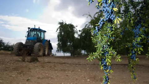 Recolecci&oacute;n de pachar&aacute;n