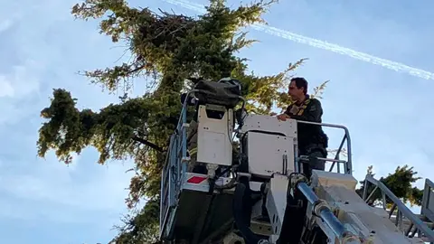 Momento de la retirada en Tarazona de un nido de cigüeñas