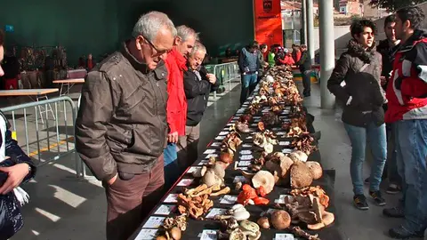 Jornada Micológica en Arnedillo