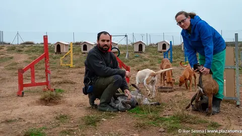 Lazareto de mascotas