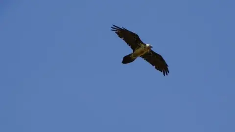 Ejemplar de quebrantahuesos sobrevolando el Moncayo