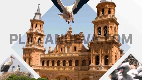 Fiestas de San Blas 2020 en Alfaro (D&iacute;a de la Cig&uuml;e&ntilde;a)