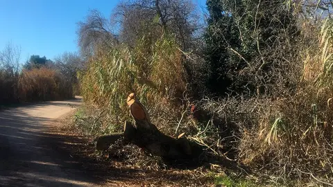 &Aacute;rbol ca&iacute;do en camino en Traslapuente