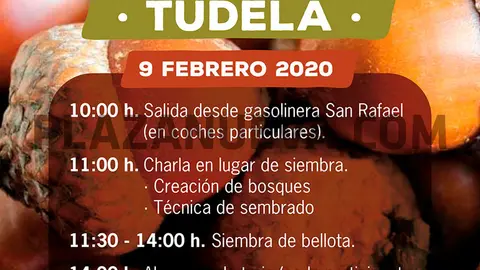 Sembrado de bellotas en Tudela