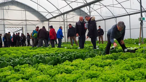 Lechugas invernadero cultivo agricultor INTIA