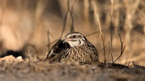 Codorniz com&uacute;n (coturnix coturnix)