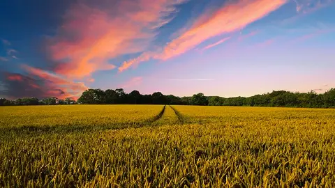 agricultura campos de cultivo cultivar3