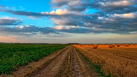 Campos