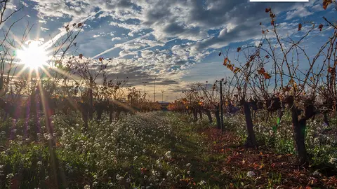 Mejor fotograf&iacute;a del VI Concurso Fotovino Mal&oacute;n de Echaide