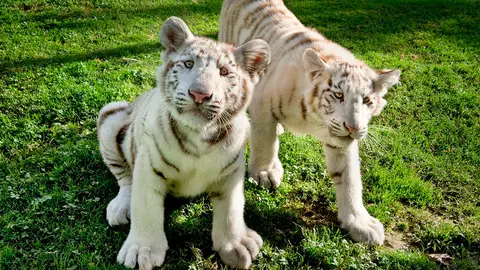Tigres-blancos-Sendaviva