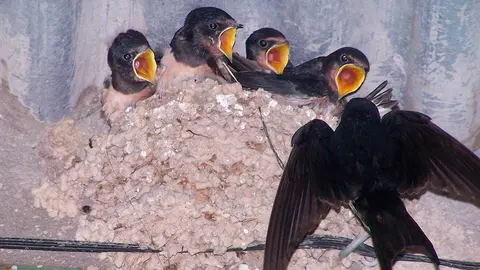 Esta campa&ntilde;a pretende concienciar sobre la amenaza que supone para las aves la destrucci&oacute;n de sus nidos