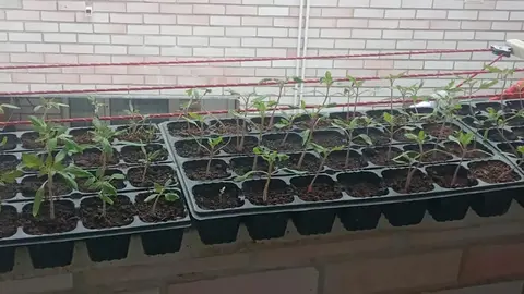 Plantero en casa