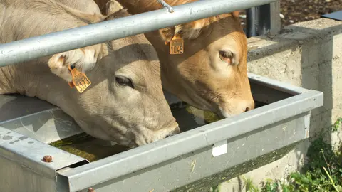 Vacas bebiendo agua carne
