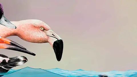 D&iacute;a Internacional de las aves migratorias